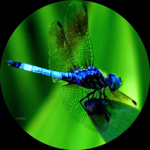 dragonfly5707